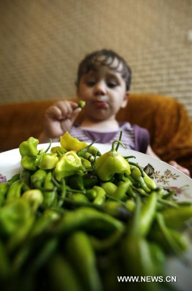 Twenty-month-old Palestinian boy Naaman Amer enjoys eating hot pepper at his home in the West Bank city of Nablus, on October 11, 2010. Amer started eating pepper in all meals when he was in his fourteenth month as he is considered the youngest hot pepper-eater in the world. [Xinhua]