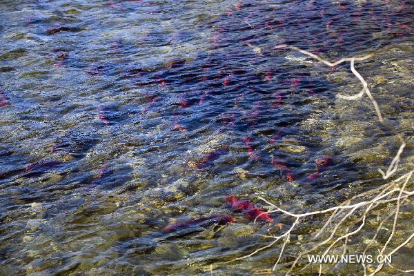 The sockeye salmons swim upstream in the Adams River in the Province of British Columbia, Canada, Oct. 7, 2010.