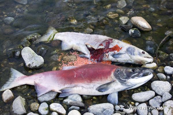 Dead sockeye salmons are seen during their journey back to the Adams River in the Province of British Columbia, Canada, Oct. 7, 2010.