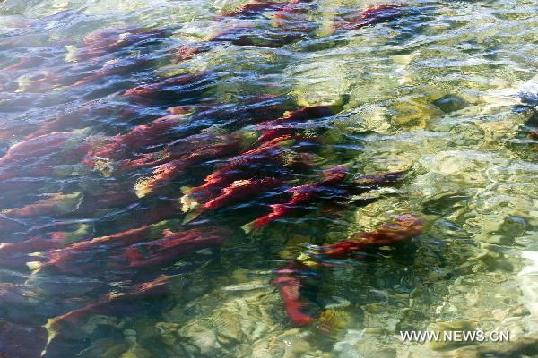 The sockeye salmons swim upstream in the Adams River in the Province of British Columbia, Canada, Oct. 7, 2010.