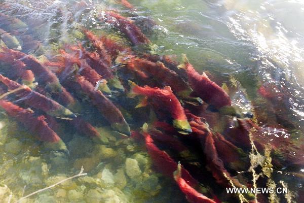 The sockeye salmons swim upstream in the Adams River in the Province of British Columbia, Canada, Oct. 7, 2010.