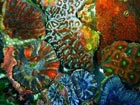 Australian fluorescent coral could fight against cancer