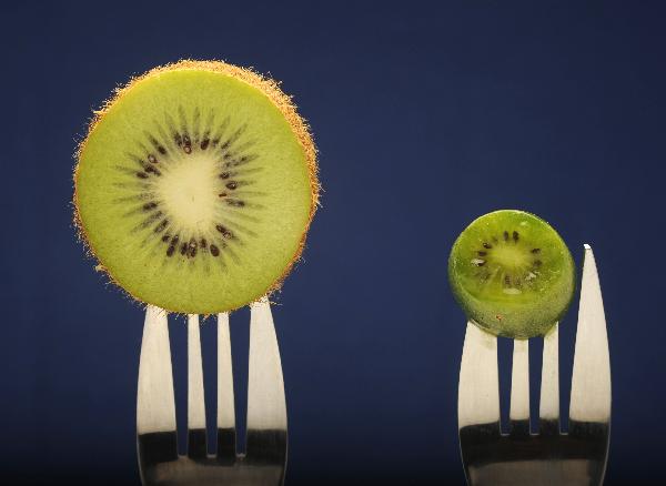 A tiny kiwi fruit (R) is displayed next to a regular sized kiwi in Labatut, southwestern France. The SOFRUILEG kiwi co-operative, which owns the European distribution rights to the plant, plans to expand its orchards by the Ardour river from seven to 500 hectares (1,235 acres) by 2016, aiming to produce 10,000 tonnes. [Xinhua/AFP]