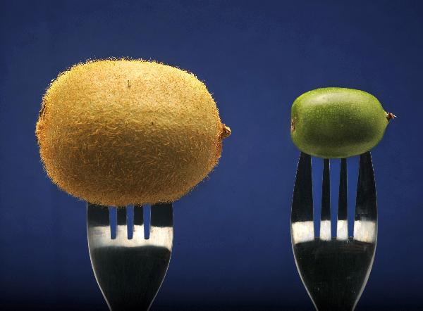 A tiny kiwi fruit (R) is displayed next to a regular sized kiwi in Labatut, southwestern France. The SOFRUILEG kiwi co-operative, which owns the European distribution rights to the plant, plans to expand its orchards by the Ardour river from seven to 500 hectares (1,235 acres) by 2016, aiming to produce 10,000 tonnes. [Xinhua/AFP] 