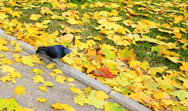 A pigeon looks for food in Smolensk, Russia, Oct. 11, 2010. Smolensk is an ancient city which was established in the year of 863 A.D.. It was one of the main battlefields during the Second World War. [Xinhua/Lu Jinbo]