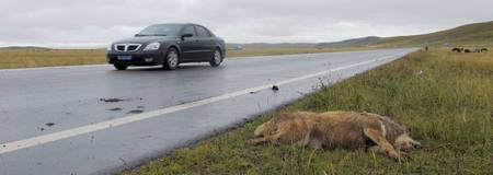 A Tibetan dog lies dead on National Highway 213 after it was struck by a hit and run vehicle on September 2010. 