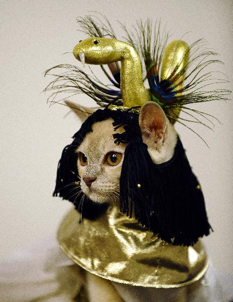 A cat poses in costume during a preview of the second annual Meet the Breeds, sponsored by the American Kennel Club and Cat Fanciers&apos; Association, Wednesday, Oct. 13, 2010, in New York. The event returns to the Jacob Javits Convention Center on Oct. 16 and 17 to showcase some of the country&apos;s rarest dog and cat breeds. [Xinhua/AFP]