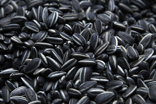 Porcelain sunflower seeds from an installation by Ai Weiwei entitled &apos;Sunflower Seeds&apos;, are seen scattered on the floor of the Turbine Hall at the Tate Modern gallery, in London on Oct 11, 2010. [China Daily/Agencies] 