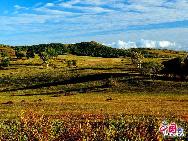 Photo shows the fascinating scenery of Saihanba National Forest Park in Chengde, north China's Hebei Province. The park used to be part of the 'royal hunting ground' in Qing Dynasty. People can find the vast sea of cloud, the immense meadow, the limpid plateau lake and the historical relics of Qing dynasty in this 410,000 mu (about 273 square kilometers) forest park. [Photo by Jia Yunlong]