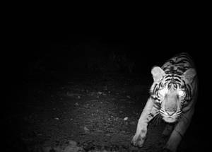 Female tiger captured by camera trap in Rimbang Baling-Bukit Tigapuluh Corridor, Riau, Indonesia. [WWF] 