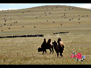 Magnificent scenery is seen on the grassland in Hulun Buir, north China's Inner Mongolia Autonomous Region. The beautiful scenery of the vast grassland, forests, rivers and lakes, as well as the unique customs of the Mongolian ethnic group, have attracted a great number of tourists at home and abroad. [Photo by Xiaoyong]