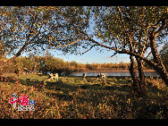 Magnificent scenery is seen on the grassland in Hulun Buir, north China's Inner Mongolia Autonomous Region. The beautiful scenery of the vast grassland, forests, rivers and lakes, as well as the unique customs of the Mongolian ethnic group, have attracted a great number of tourists at home and abroad. [Photo by Xiaoyong]