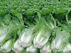 China exports cabbage to S. Korea