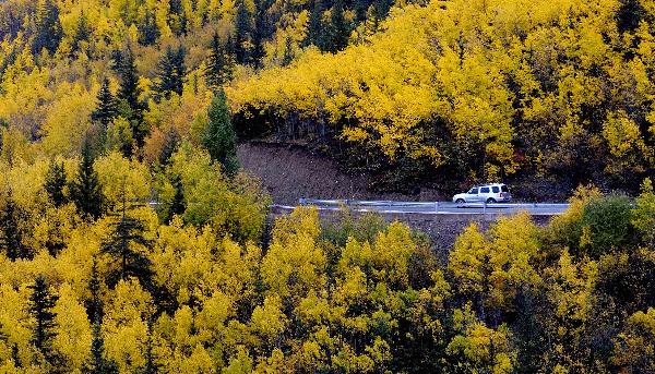 A car runs on the Mangkam section of Yunnan-Tibet highway, southwest China's Tibet Autonomous Region, Oct. 17, 2010. The forest along the road was tinged with gold in the late autumn. [Xinhua/Purbu Zhaxi]