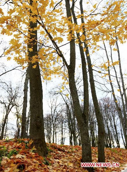 A view of the autumn scenery is pictured in the suburbs of Moscow, Russia, Oct. 16, 2010. [Xinhua/Lu Jinbo]