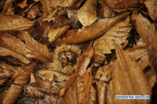 A chestnut is seen in the forest during a celebration of the Chestnut Festival held in Fully, Valais Canton, Switzerland, Oct. 16, 2010. The Chestnut Festival is celebrated here every October during the harvest period. [Xinhua/Yu Yang]