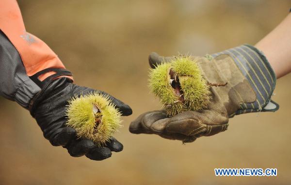People pick up chestnuts in the forest during a celebration of the Chestnut Festival held in Fully, Valais Canton, Switzerland, Oct. 16, 2010. The Chestnut Festival is celebrated here every October during the harvest period. [Xinhua/Yu Yang] 