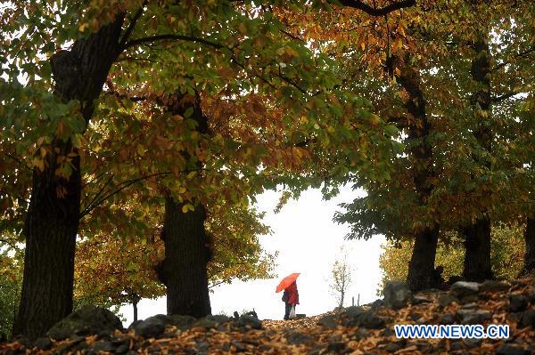 A woman picks up chestnuts in the forest during a celebration of the Chestnut Festival held in Fully, Valais Canton, Switzerland, Oct. 16, 2010. [Xinhua/Yu Yang]