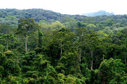 The tropical seasonal rain forest in southern Yunnan, China [File photo] 