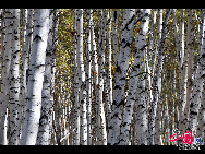 Magnificent scenery is seen on the grassland in Hulun Buir, north China's Inner Mongolia Autonomous Region. The beautiful scenery of the vast grassland, forests, rivers and lakes, as well as the unique customs of the Mongolian ethnic group, have attracted a great number of tourists at home and abroad. [Photo by Xiaoyong]