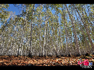 Magnificent scenery is seen on the grassland in Hulun Buir, north China's Inner Mongolia Autonomous Region. The beautiful scenery of the vast grassland, forests, rivers and lakes, as well as the unique customs of the Mongolian ethnic group, have attracted a great number of tourists at home and abroad. [Photo by Xiaoyong]