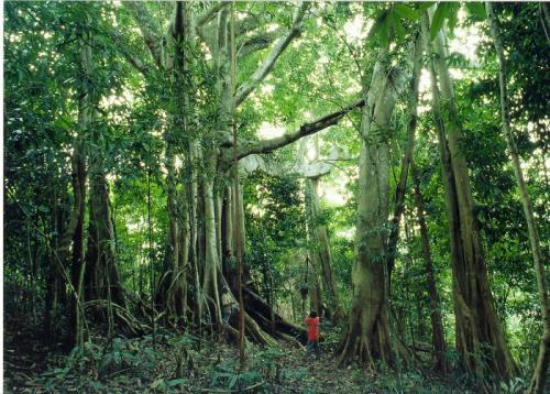 The banyan tree in the tropical rainforest in the Xishuangbanna, Yunnan Province. 