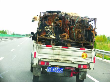 A truck on the Beijing-Tibet Expressway carries over 30 dogs to a slaughterhouse on September 30. 