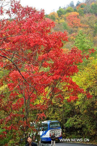 Photo taken on Oct. 18, 2010 shows the autumn scenery at the Shennongjia Nature Reserve in central China's Hubei Province. [Xinhua/Du Huaju]