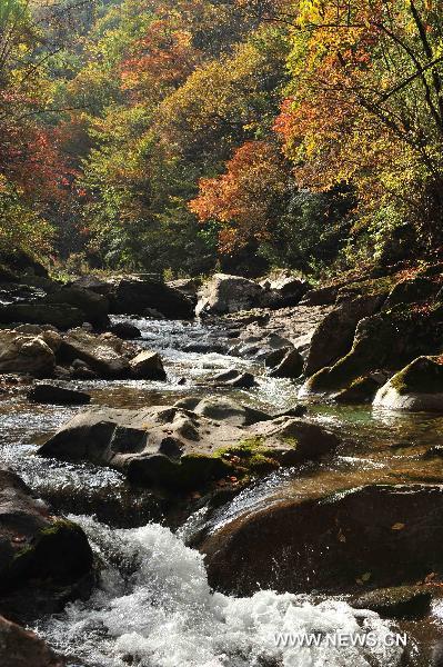 Photo taken on Oct. 18, 2010 shows the autumn scenery at the Shennongjia Nature Reserve in central China's Hubei Province. [Xinhua/Du Huaju]