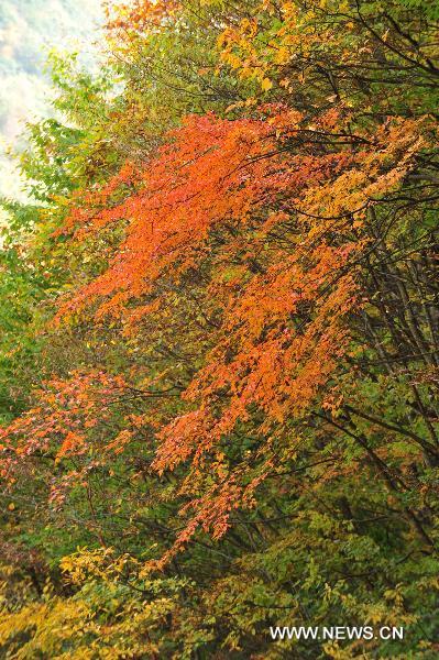 Photo taken on Oct. 18, 2010 shows the autumn scenery at the Shennongjia Nature Reserve in central China's Hubei Province. [Xinhua/Du Huaju]