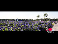 An increasing number of lavender gardens have been opened to attract and entertain hordes of urban vacationers in China who are enchanted by the sweet smell and sight of the purple blossoms. [Photo by Jianping]