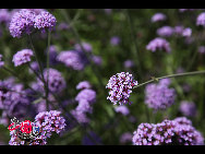 An increasing number of lavender gardens have been opened to attract and entertain hordes of urban vacationers in China who are enchanted by the sweet smell and sight of the purple blossoms. [Photo by Jianping]