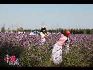 An increasing number of lavender gardens have been opened to attract and entertain hordes of urban vacationers in China who are enchanted by the sweet smell and sight of the purple blossoms. [Photo by Jianping]