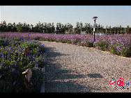 An increasing number of lavender gardens have been opened to attract and entertain hordes of urban vacationers in China who are enchanted by the sweet smell and sight of the purple blossoms. [Photo by Jianping]