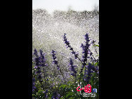 An increasing number of lavender gardens have been opened to attract and entertain hordes of urban vacationers in China who are enchanted by the sweet smell and sight of the purple blossoms. [Photo by Jianping]