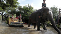 A mahout rides his elephant through the rising flood water from the Lopburi River, towards the Royal Elephant Kraal elephant sanctuary in Ayutthaya, 80 km (50 miles) north of Bangkok October 19, 2010.