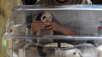 Children view newly born baby panda twins at the Madrid Zoo in Madrid, capital of Spain, Oct. 19, 2010. The baby panda twins were given birth by the Chinese panda 'Hua Zuiba' through artificial impregnation on Sept. 7 at the Madrid Zoo. (Xinhua/Chen Haitong)