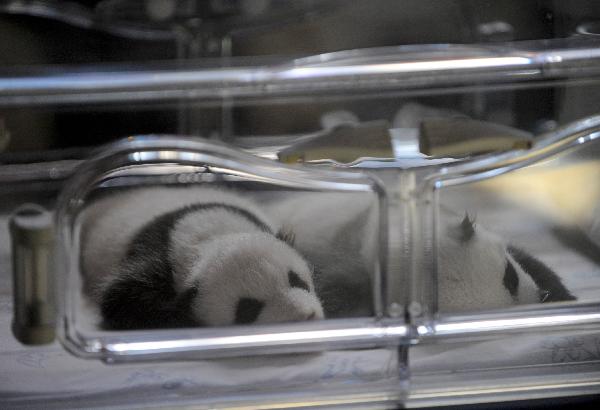 Newly born baby panda twins sleep at the Madrid Zoo in Madrid, capital of Spain, Oct. 19, 2010. The baby panda twins were given birth by the Chinese panda &apos;Hua Zuiba&apos; through artificial impregnation on Sept. 7 at the Madrid Zoo. [Xinhua] 