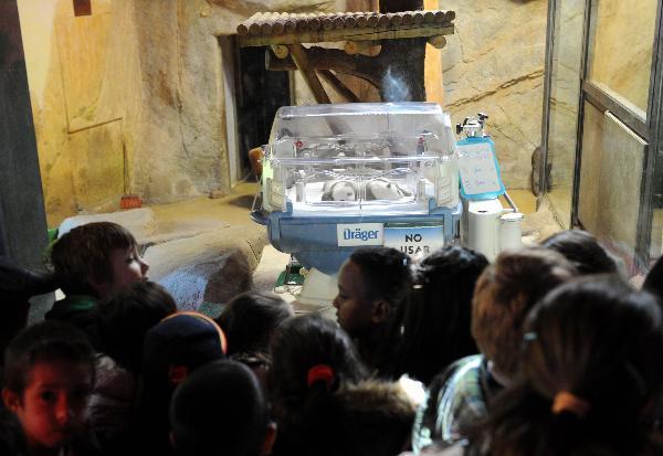 Children view newly born baby panda twins at the Madrid Zoo in Madrid, capital of Spain, Oct. 19, 2010. The baby panda twins were given birth by the Chinese panda &apos;Hua Zuiba&apos; through artificial impregnation on Sept. 7 at the Madrid Zoo. 