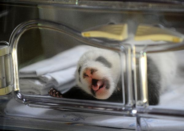 Newly born baby panda twins sleep at the Madrid Zoo in Madrid, capital of Spain, Oct. 19, 2010. The baby panda twins were given birth by the Chinese panda &apos;Hua Zuiba&apos; through artificial impregnation on Sept. 7 at the Madrid Zoo