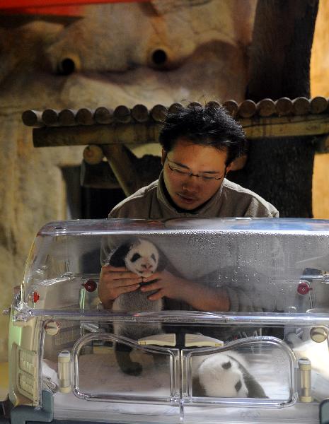 Yuan Bo, a specialist from the Chengdu giant panda base of China, holds a baby panda, one of newly born baby panda twins, at the Madrid Zoo in Madrid, capital of Spain, Oct. 19, 2010. The baby panda twins were given birth by the Chinese panda &apos;Hua Zuiba&apos; through artificial impregnation on Sept. 7 at the Madrid Zoo.