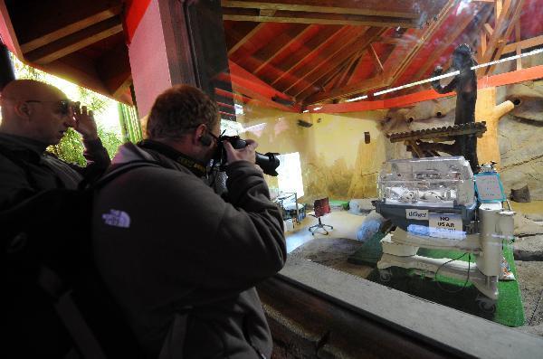 Visitors take photos of newly born baby panda twins at the Madrid Zoo in Madrid, capital of Spain, Oct. 19, 2010. The baby panda twins were given birth by the Chinese panda &apos;Hua Zuiba&apos; through artificial impregnation on Sept. 7 at the Madrid Zoo.