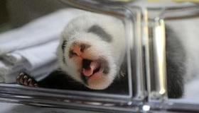 Newly born baby panda twins debut in Madrid