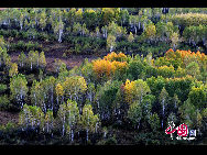 Located north of Heilongjiang Province and the Inner Mongolia Autonomous Region, Greater Khingan Mountains is an oxygen-providing paradise covering a large forest area - a total of 84.6-thousand square kilometers, equal to the territory of Austria or 137 Singapores. It is an ideal getaway for trekking and exploring for its colorful landscape in autumn. [China.org.cn]