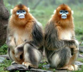 Better system needed for protection of golden monkeys 