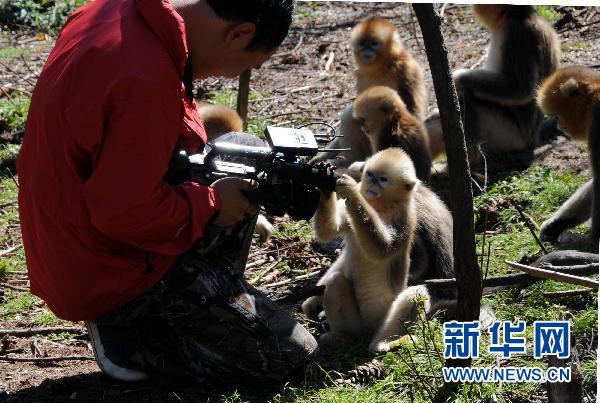 The golden monkeys play with a cameraman in Shennongjia Nature Reserve, central China's Hubei Province. 
