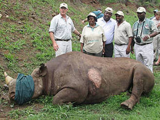 Tranquilized rhino KwaZulu-Natal, South Africa. A radio transmitter was inserted into its horn for monitoring. [WWF] 