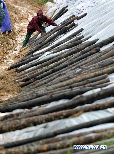 People place wooden piles to consolidate the dyke of Zhuli reservoir in Lingshui, south China's Hainan Province, Oct. 18, 2010. [Xinhua/Guo Cheng] 