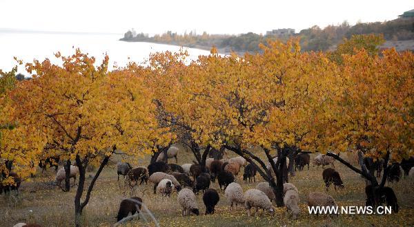 Photo taken on Oct. 20, 2010 shows the autumn scenery around the Issyk-Kul lake in Cholpon-Ata, Kyrgyzstan. [Xinhua/Sadat]