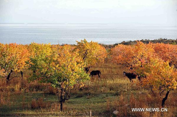 Photo taken on Oct. 20, 2010 shows the autumn scenery around the Issyk-Kul lake in Cholpon-Ata, Kyrgyzstan. [Xinhua/Sadat]